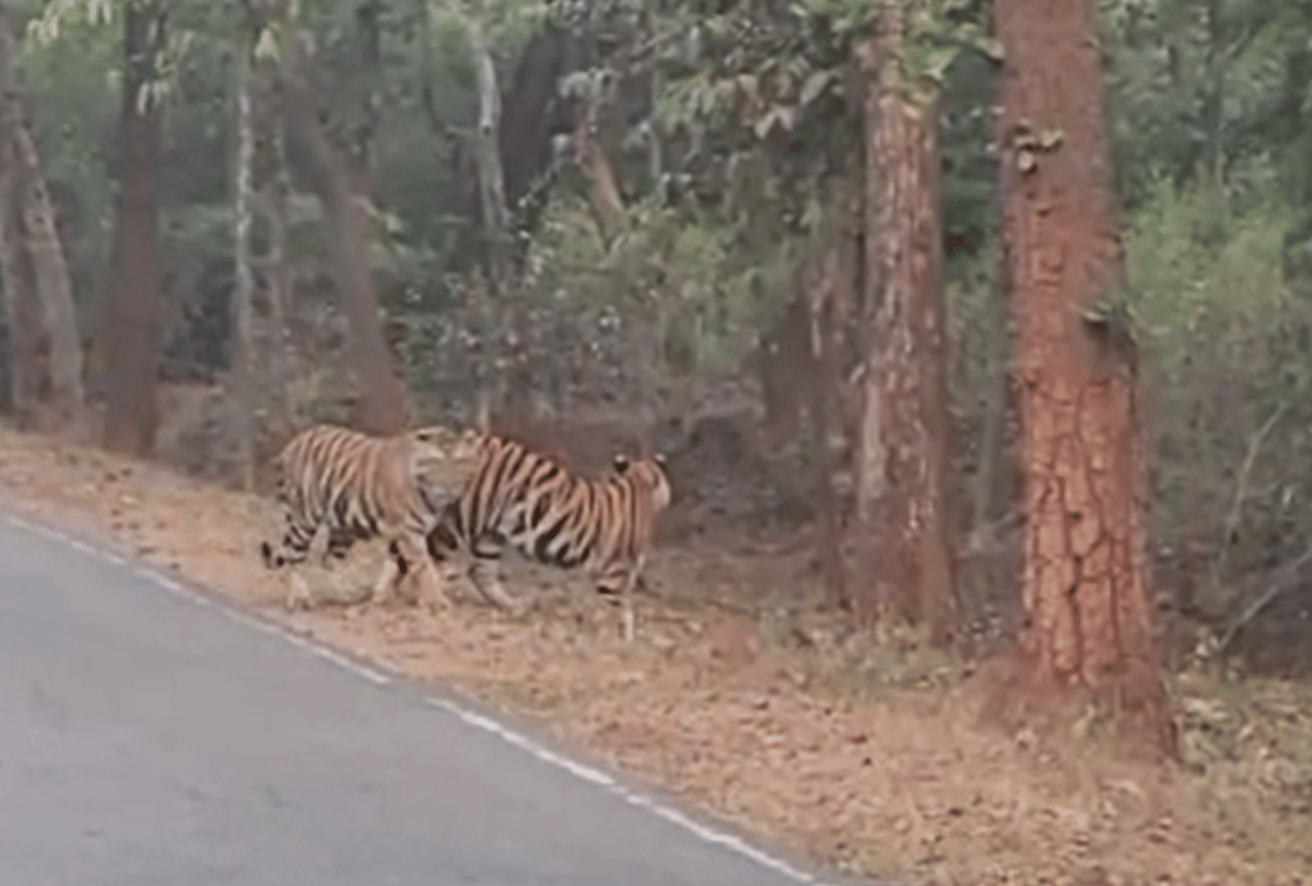 Panna Tiger Reserve: Three tigers were seen walking on the road, tourists caught on camera