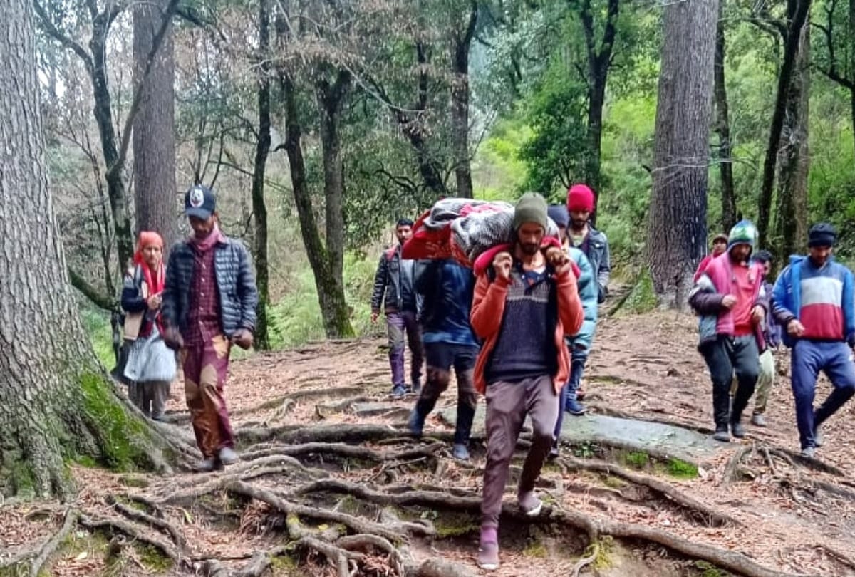 Kullu News: woman fall from tree villagers walk seven kilometer to hospital
