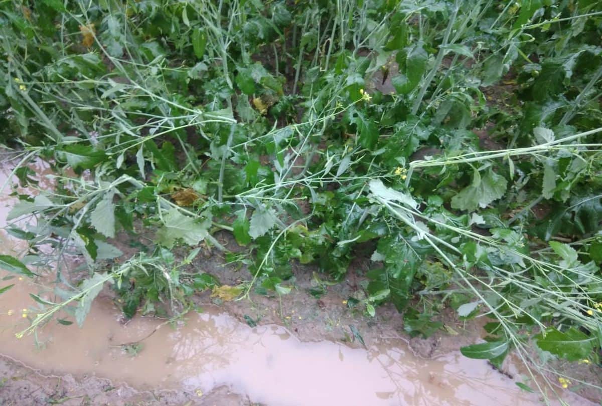 weather update farmer dies due to lightning and damage to crops due to rain and hail in mathura