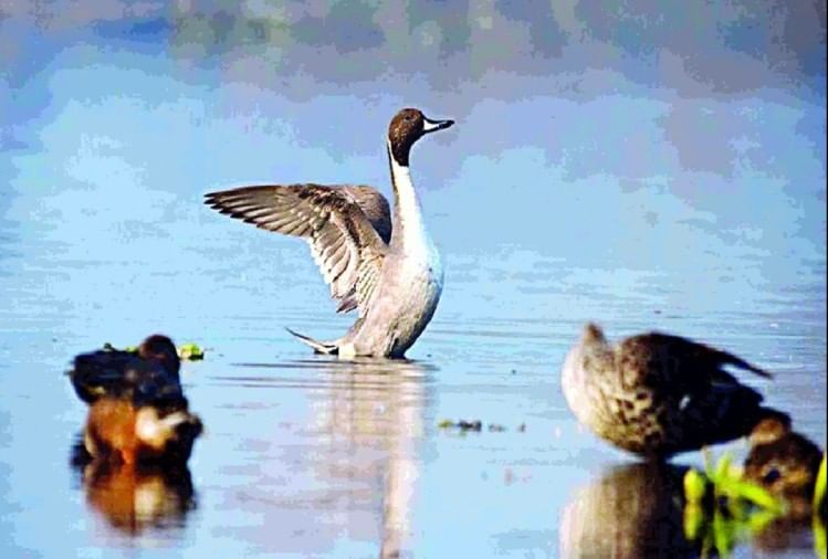 Birds Are Getting Sick From Contaminated Water In Bird Sanctuary Dangerous Chemicals Found In