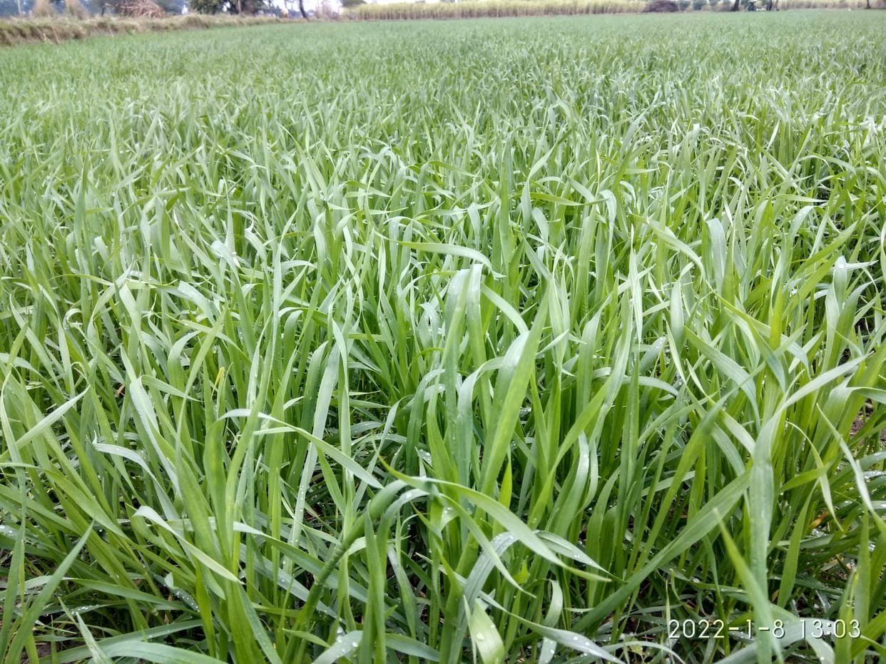 The system stalled ... 48 mm rain submerged the roads of the city, crops bloomed in the fields
