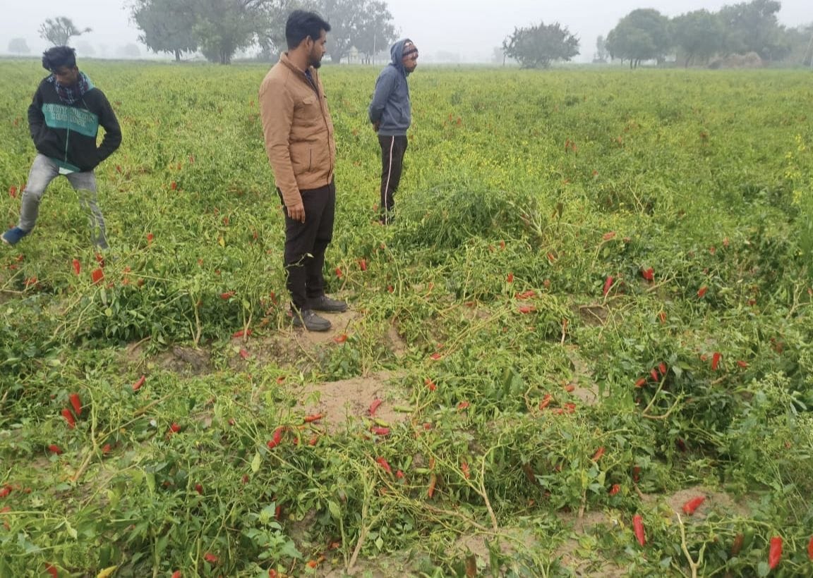 Farmers came out in tears after seeing the ruined crops
