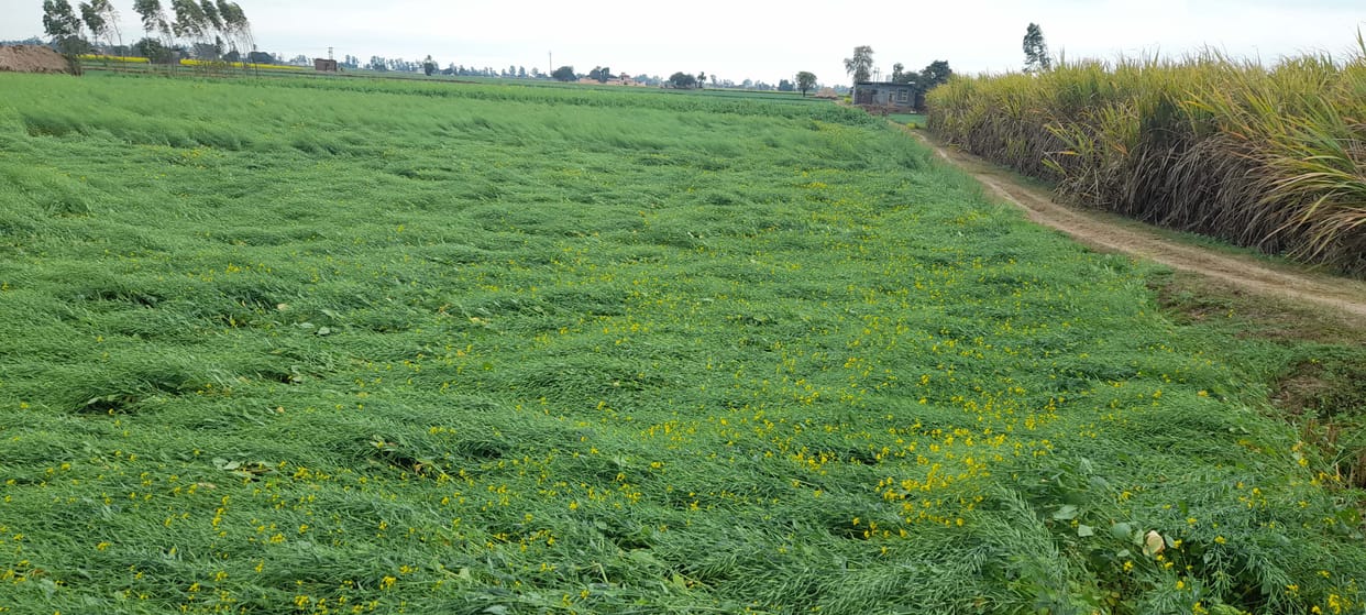 Rain benefits wheat, damages vegetables, Kurukshetra