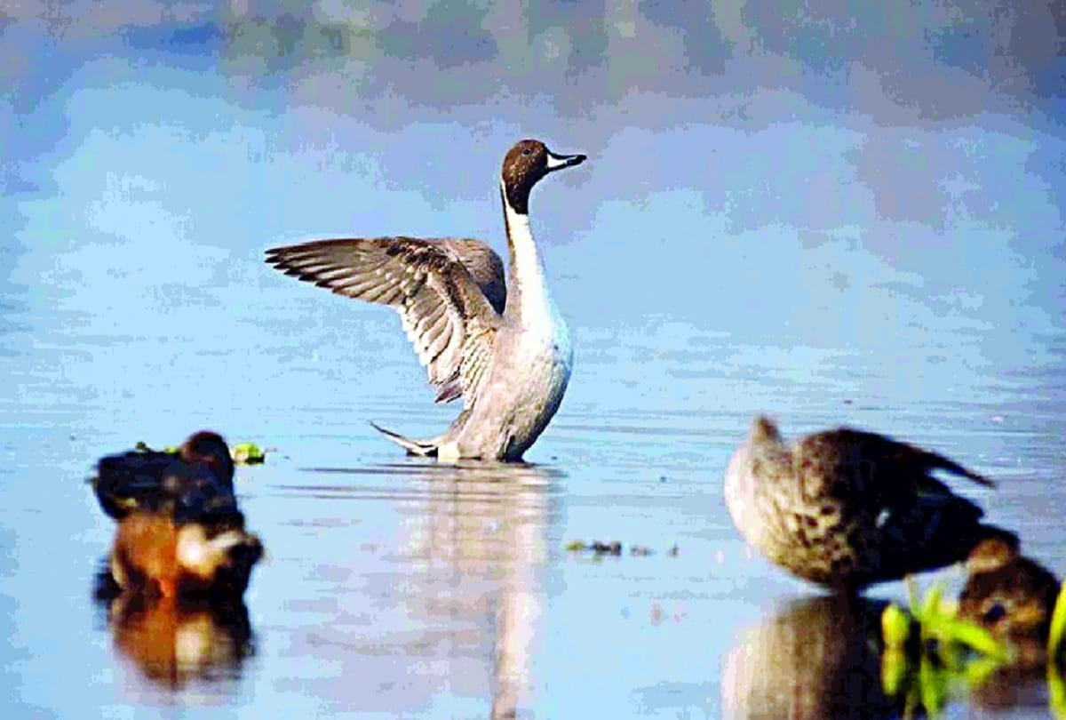 Birds are getting sick from contaminated water in bird sanctuary Dangerous chemicals found in water