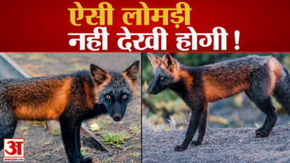 melanistic cross fox Canada