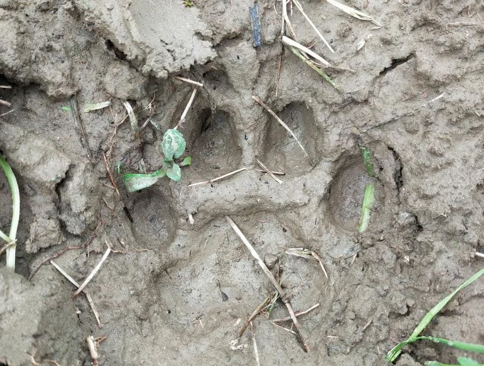 tiger foot print found