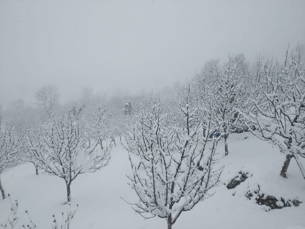 heavy snowfall in rampur good for apple belt