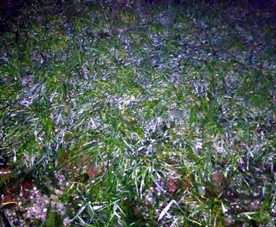 crop damaged by hailstorm, heavy rain