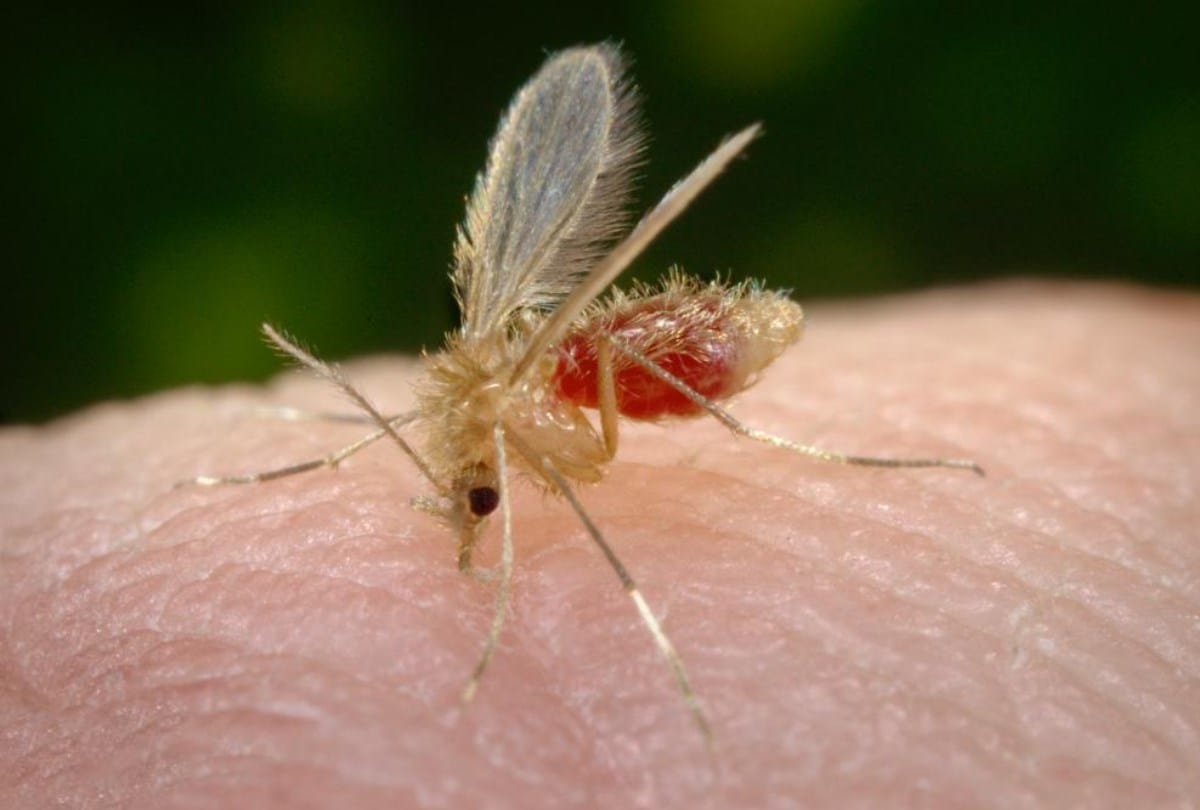 ICMR study reveals sand fly spread kala azar disease in himachal pradesh