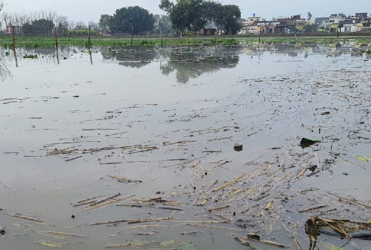 Due to rain crop of potato suffered in Punjab