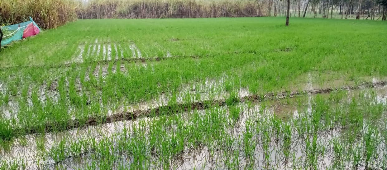 Rain: Damage to mustard, potato, nectar for wheat