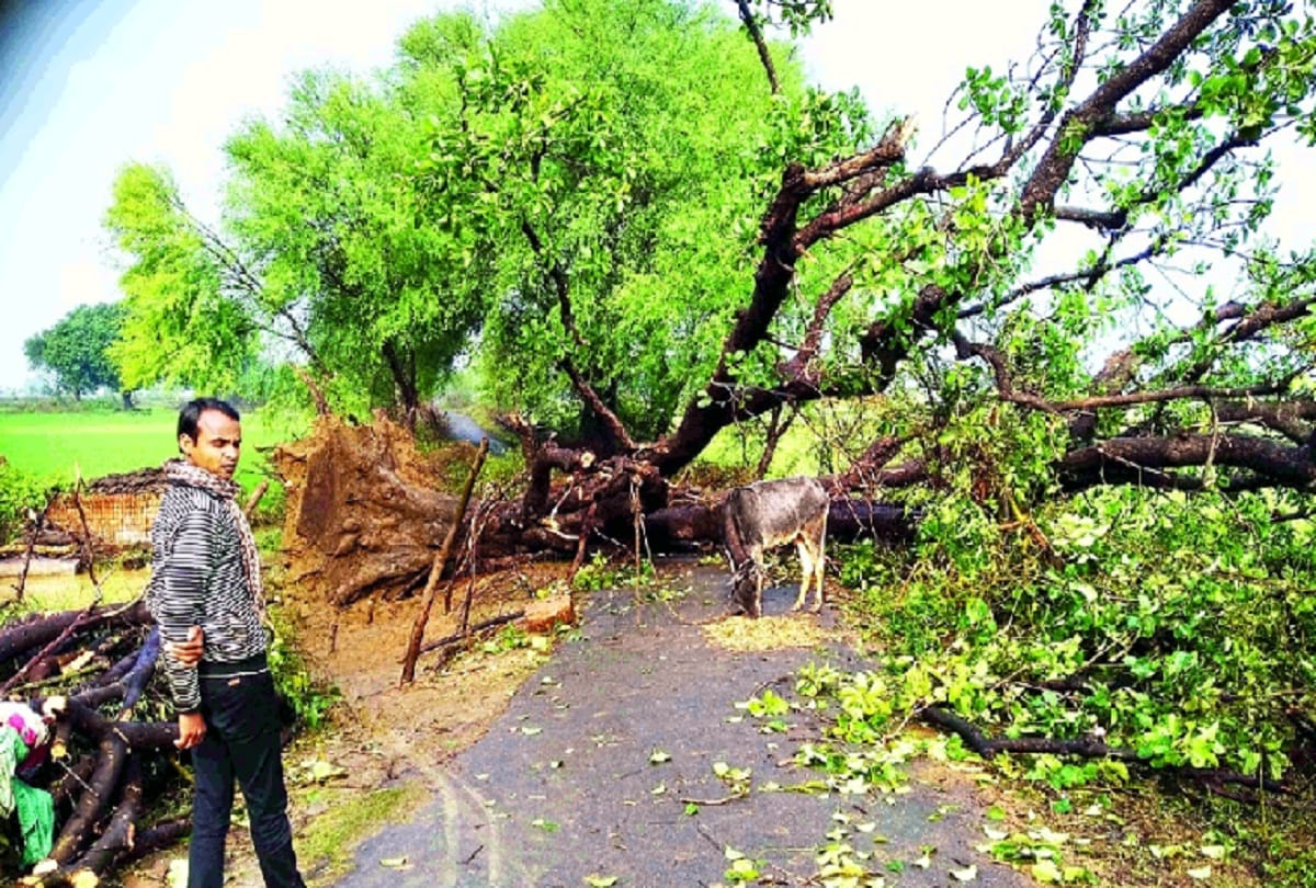 Hail rain wreaked havoc in Jhansi-Lalitpur