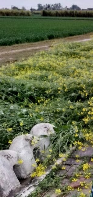 Raw mustard crop lying in the fields, water logging in potatoes