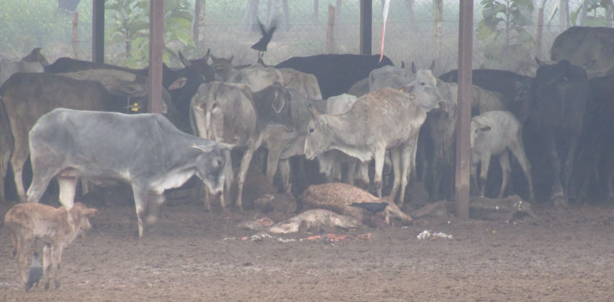 fathepur news,Goshala's cattle drenched in rain