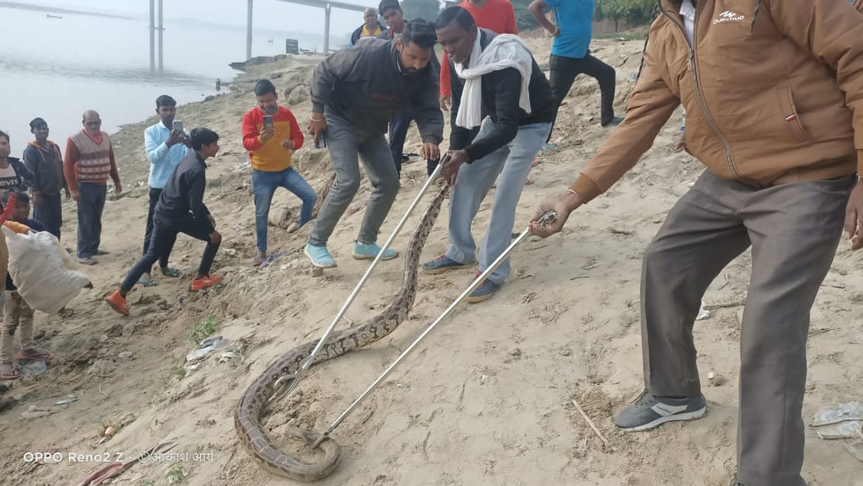 Eight feet python found in Saidpur