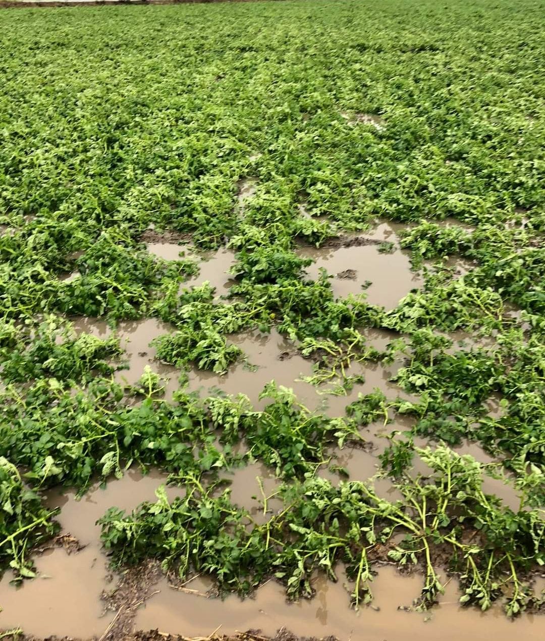 fathepur news,13 teams will survey the damage of crops