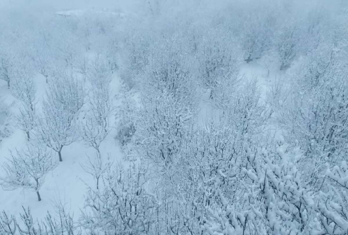 Expert opinion: Treat snow-damaged fruit trees properly, avoid woolly aphids and cankers