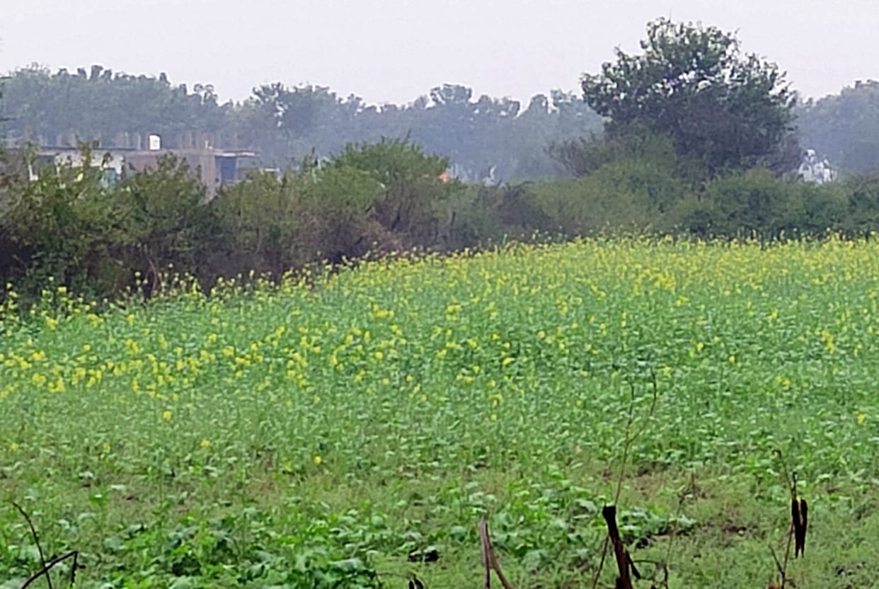 Crop loss will be compensated