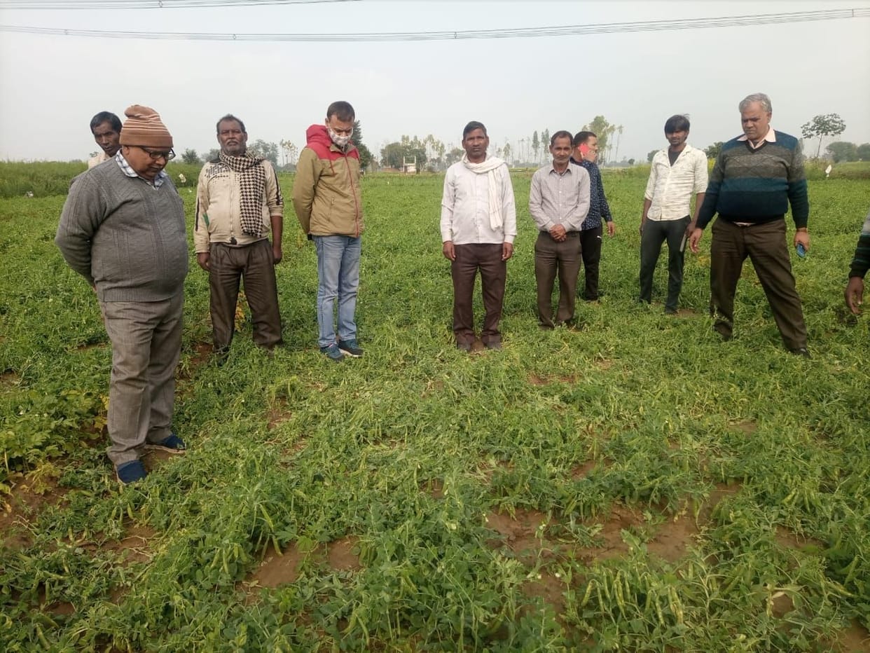 Farmer stunned by overnight rain, sun god hides during the day