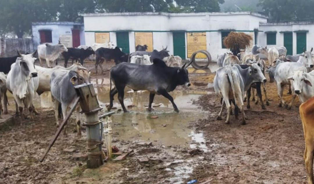 Mismanagement in cowsheds, cold cows died