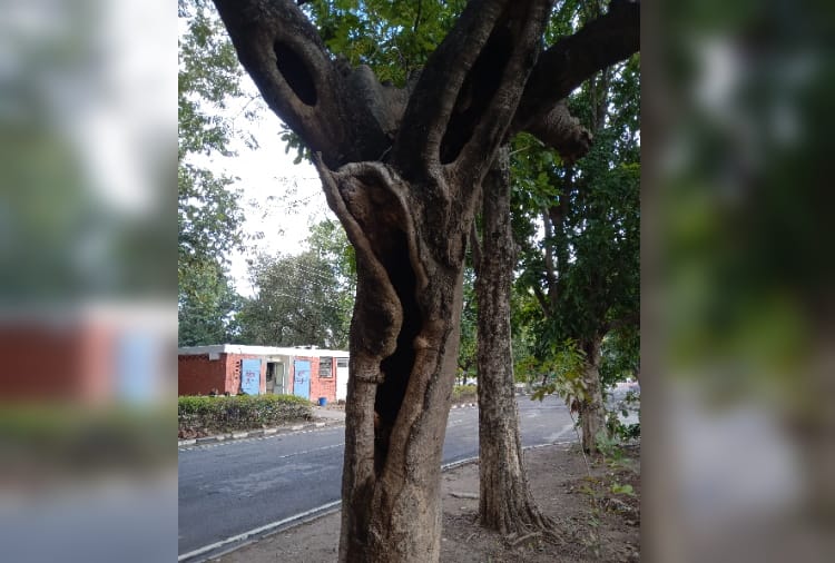 chandigarh: Tissues Responsible to give water and food to trees are dying