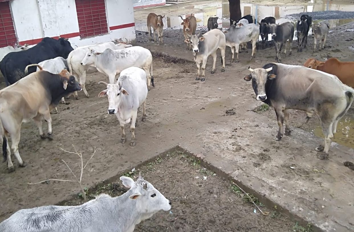 cow deathfake news