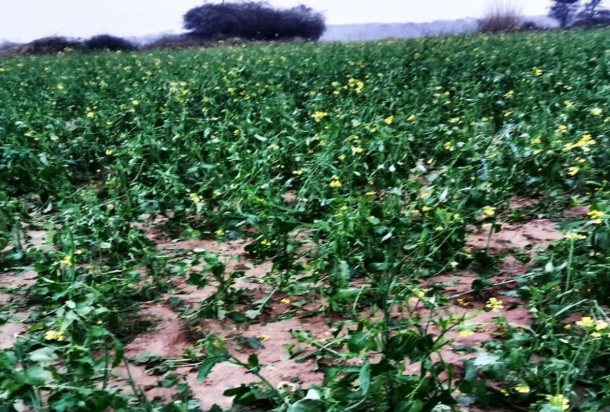 Weather Forecast Crops Damage Due To Rain And Hail In Firozabad
