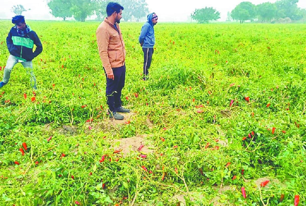 Weather Forecast Crops Damage Due To Rain And Hail In Firozabad