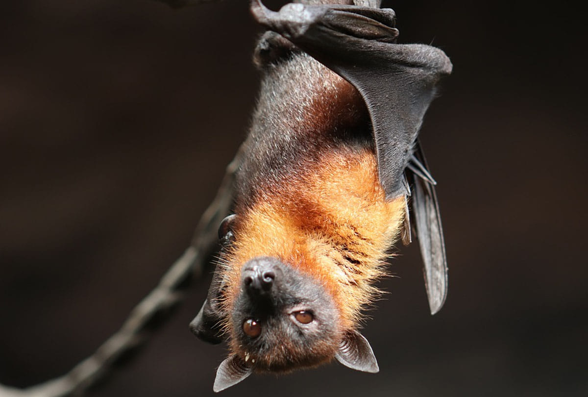 five people killed in america due to rabies rabid bats cdc issues warning