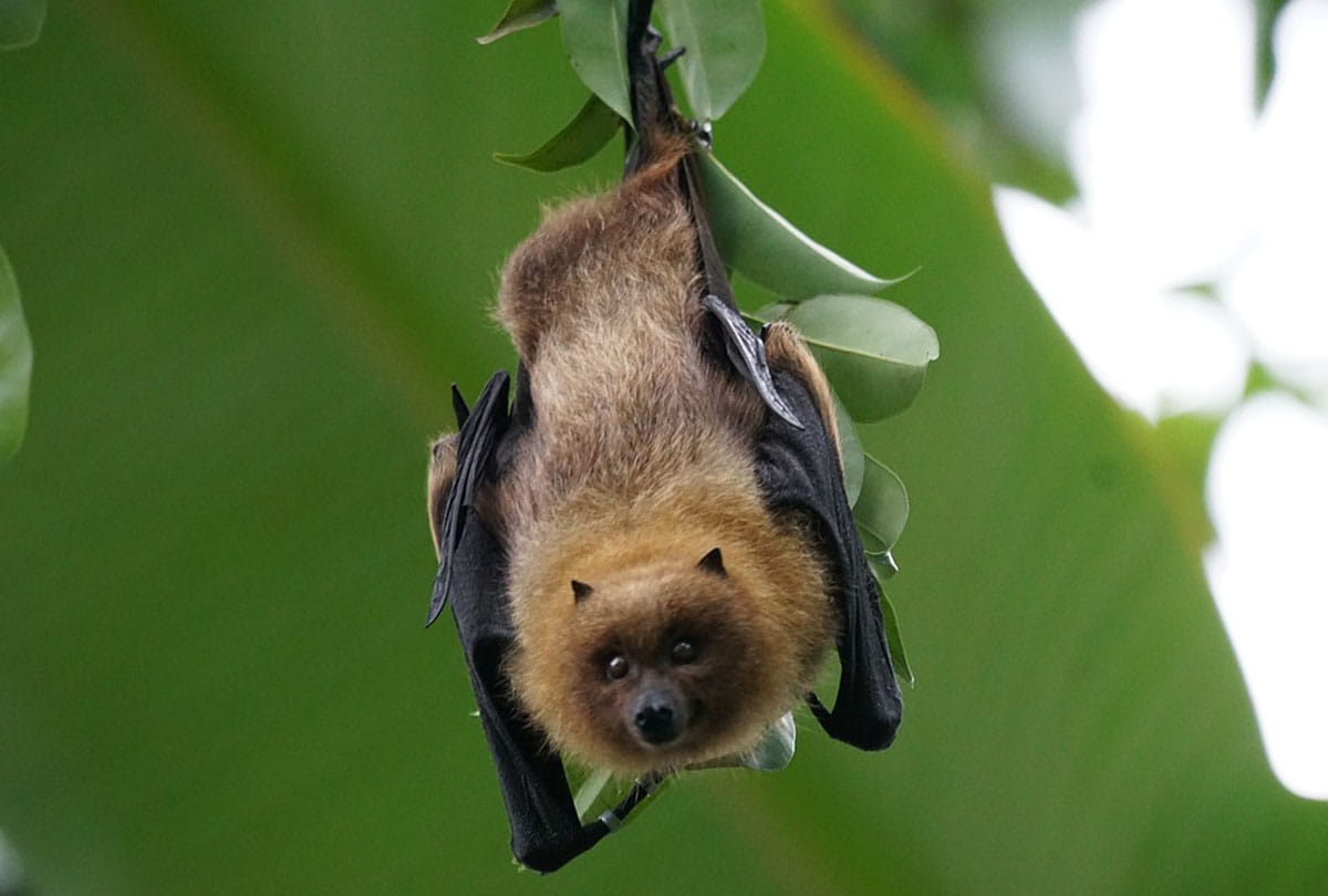 five people killed in america due to rabies rabid bats cdc issues warning