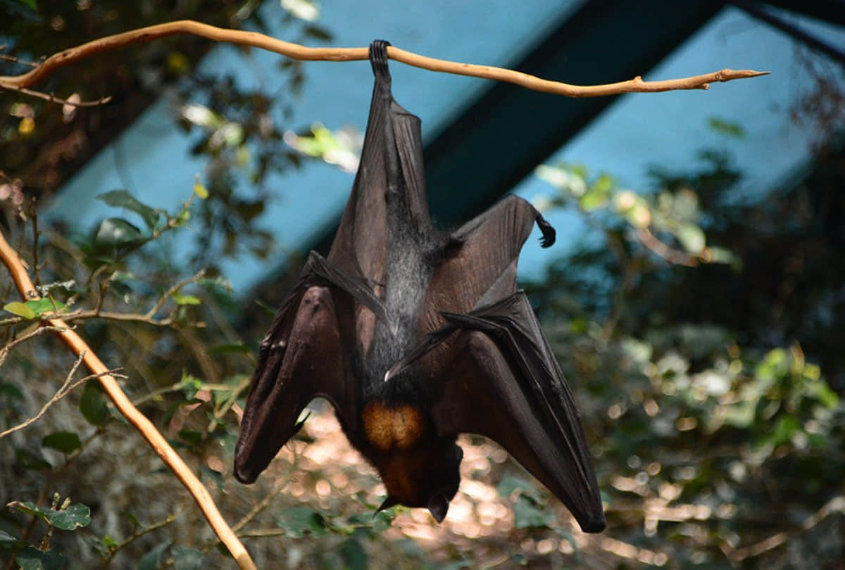 five people killed in america due to rabies rabid bats cdc issues warning