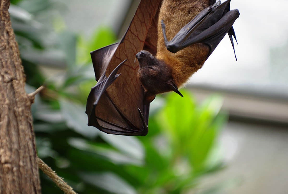 five people killed in america due to rabies rabid bats cdc issues warning