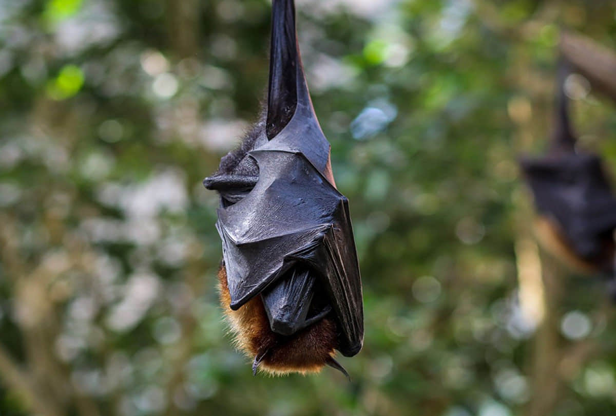 five people killed in america due to rabies rabid bats cdc issues warning