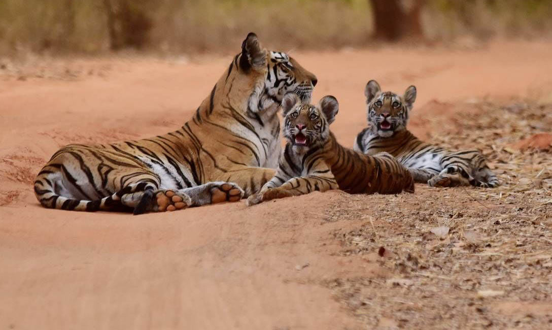 Good news came from the forest, congratulations ringing at the house of the tigress