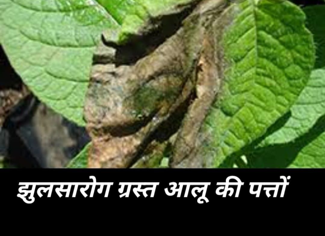 Potato crop getting harm.