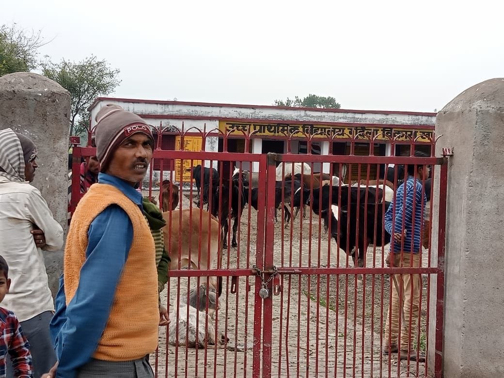 Villagers closed the cows in Gundela primary school, said - if they do not get relief soon, they will boycott voting