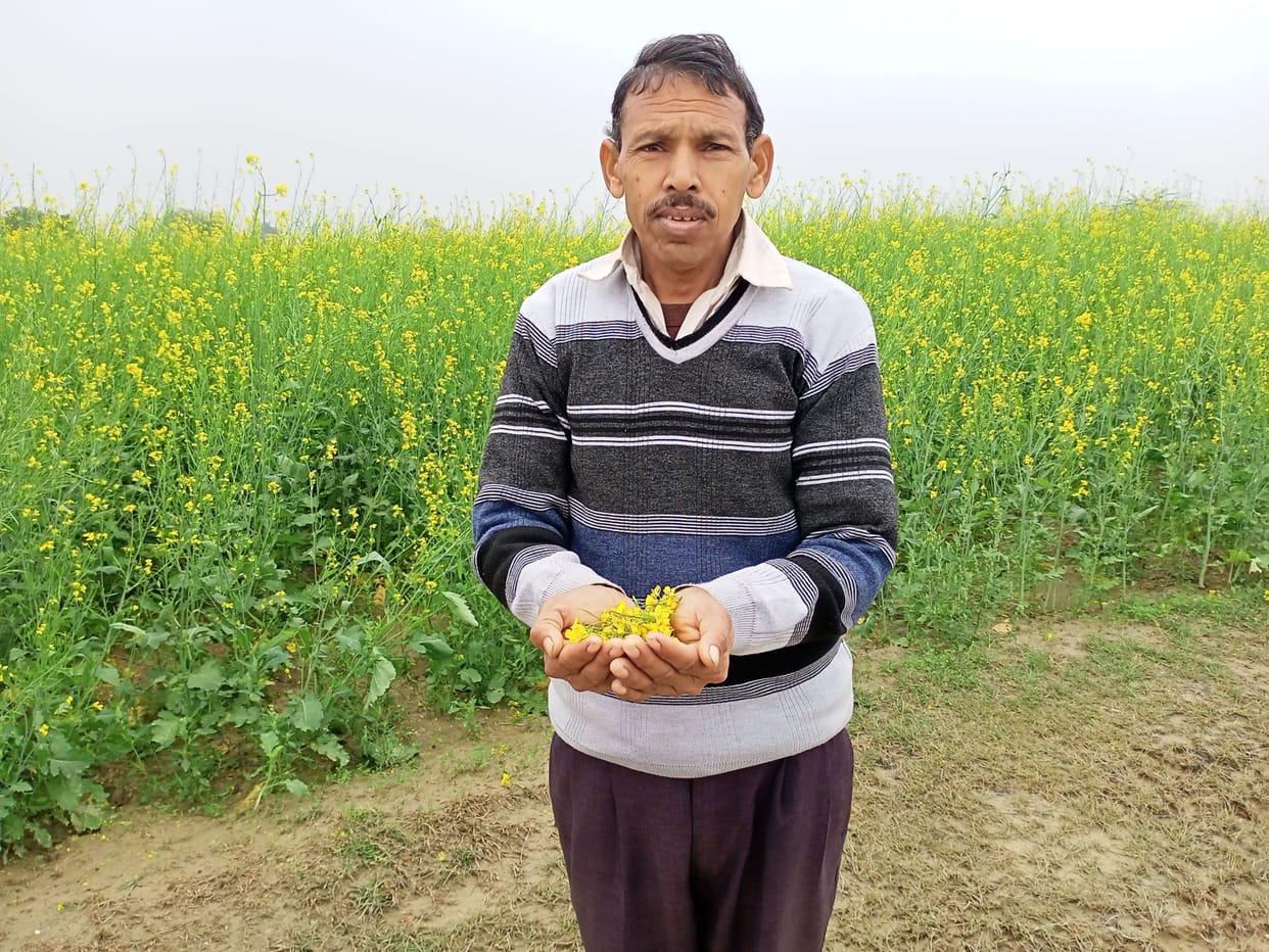 Kanpur Dehat : Hail fell with rain, damage to oilseed and pulse crops