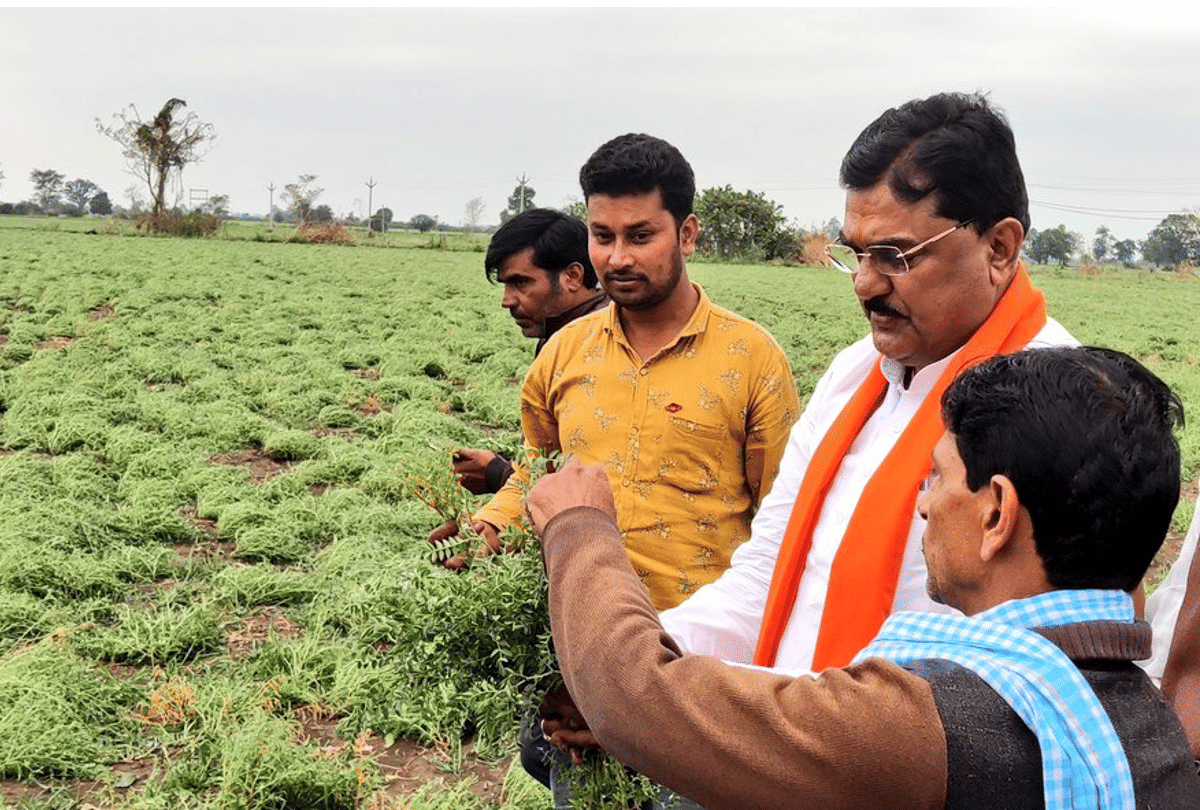 Madhya Pradesh: Survey of crops affected by hailstorm will be done within 72 hours, government will give 25 percent relief immediately