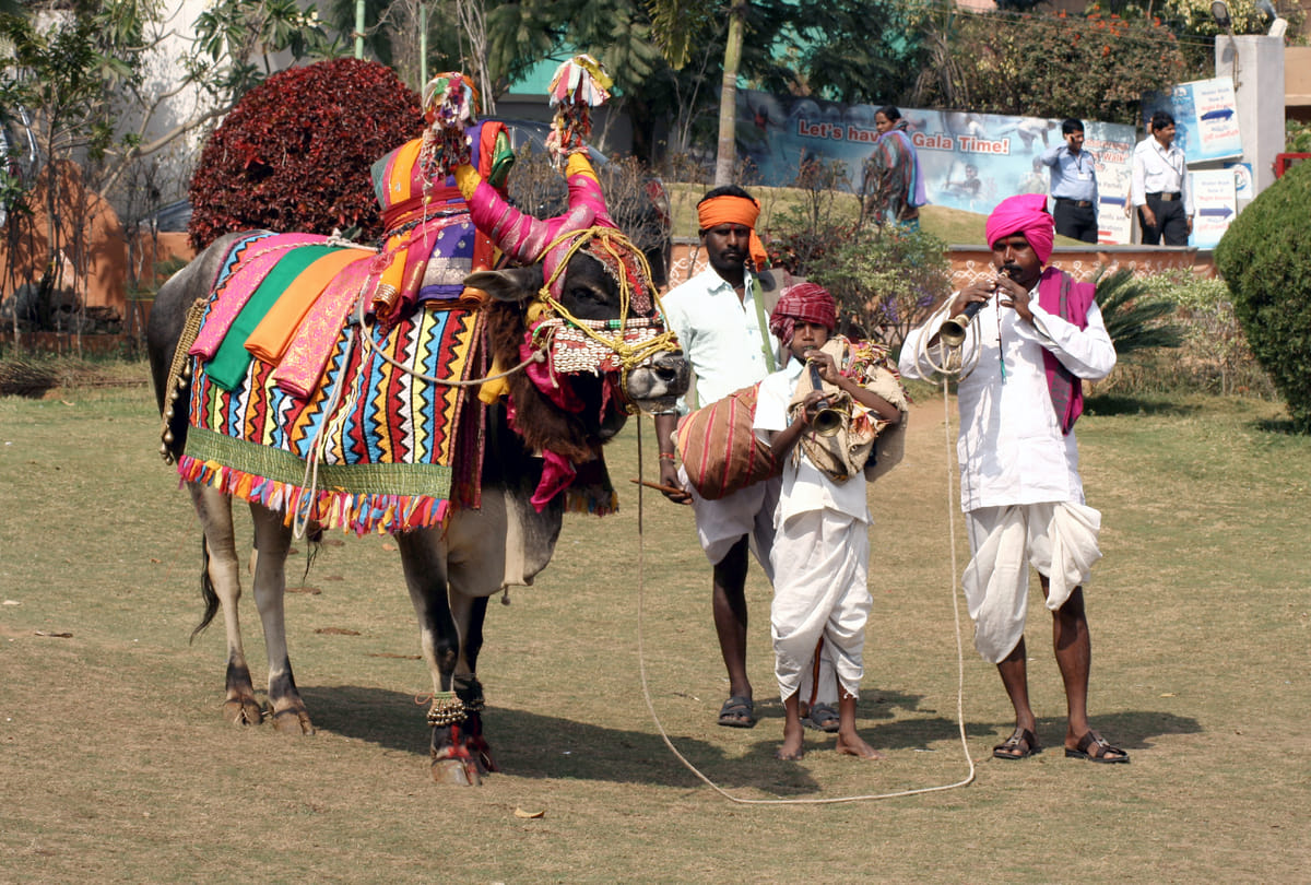 Pongal 2022 is a four-day festival know how this major festival of South India is celebrated