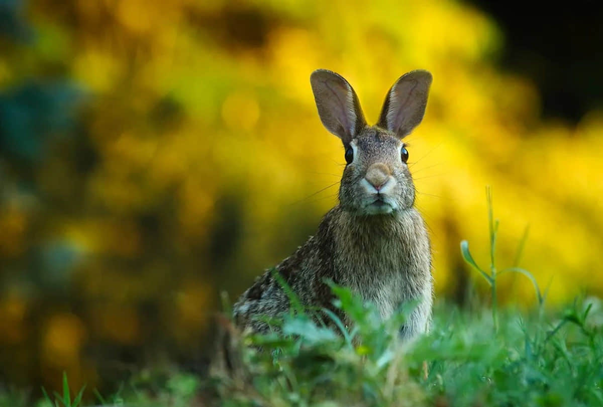 Rabbit Disease dangerous virus rabbit hemorrhagic disease virus 2 rhdv2 found in america administration issues alert