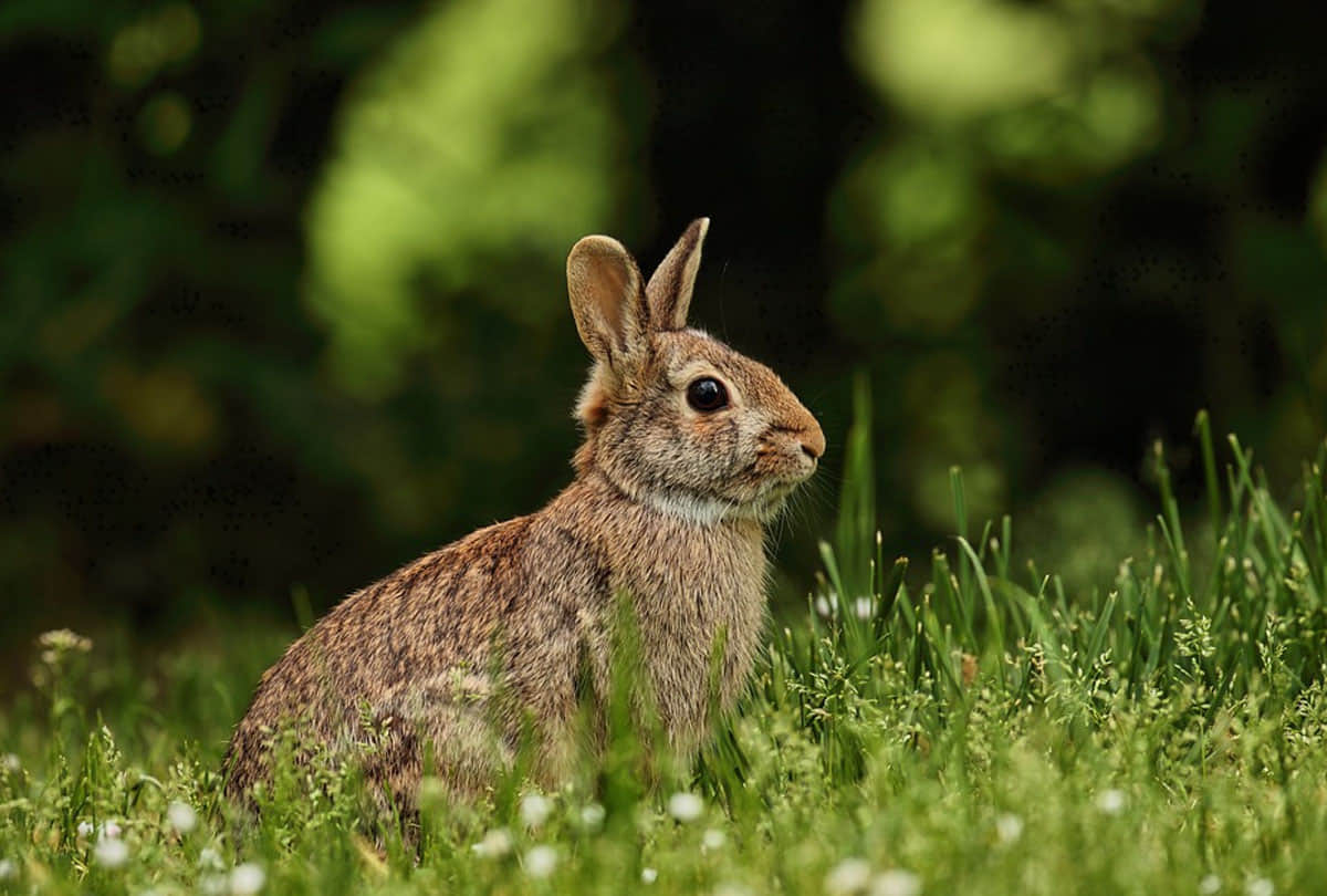 Rabbit Disease dangerous virus rabbit hemorrhagic disease virus 2 rhdv2 found in america administration issues alert