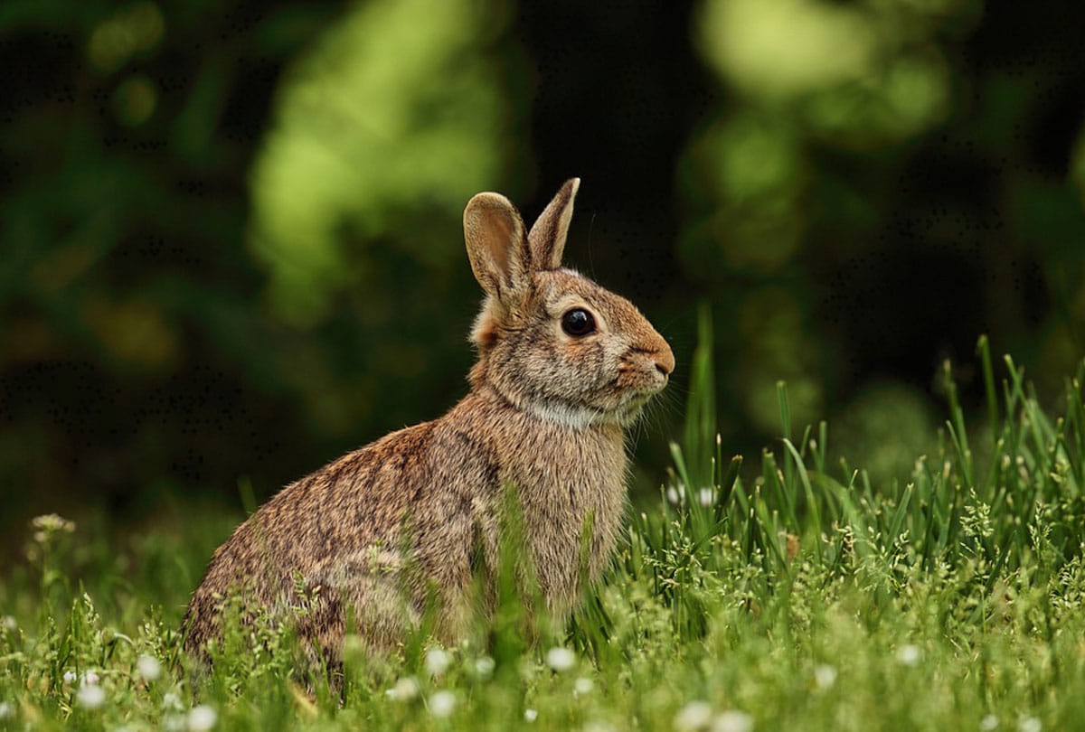 Rabbit Disease dangerous virus rabbit hemorrhagic disease virus 2 rhdv2 found in america administration issues alert