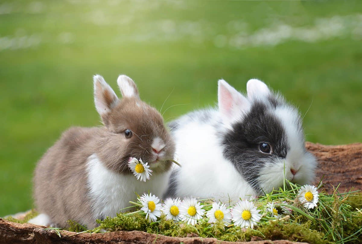 Rabbit Disease dangerous virus rabbit hemorrhagic disease virus 2 rhdv2 found in america administration issues alert