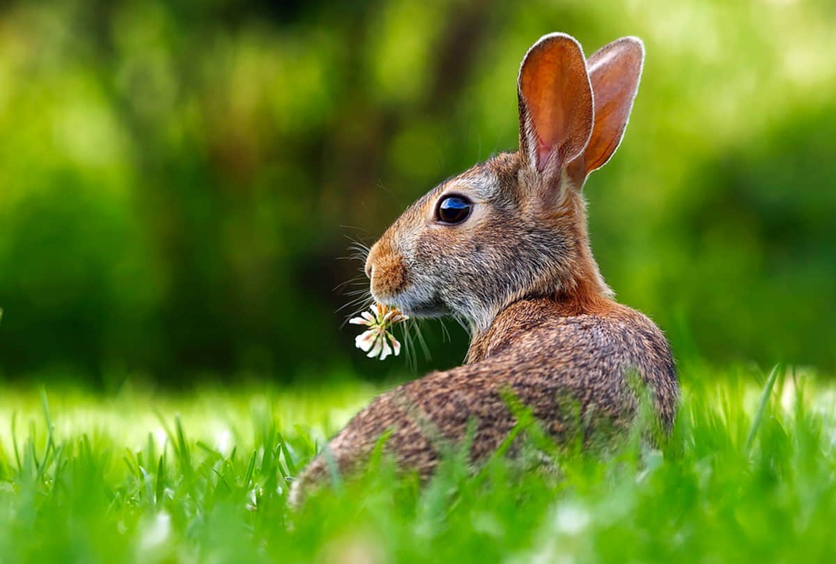 Rabbit Disease dangerous virus rabbit hemorrhagic disease virus 2 rhdv2 found in america administration issues alert