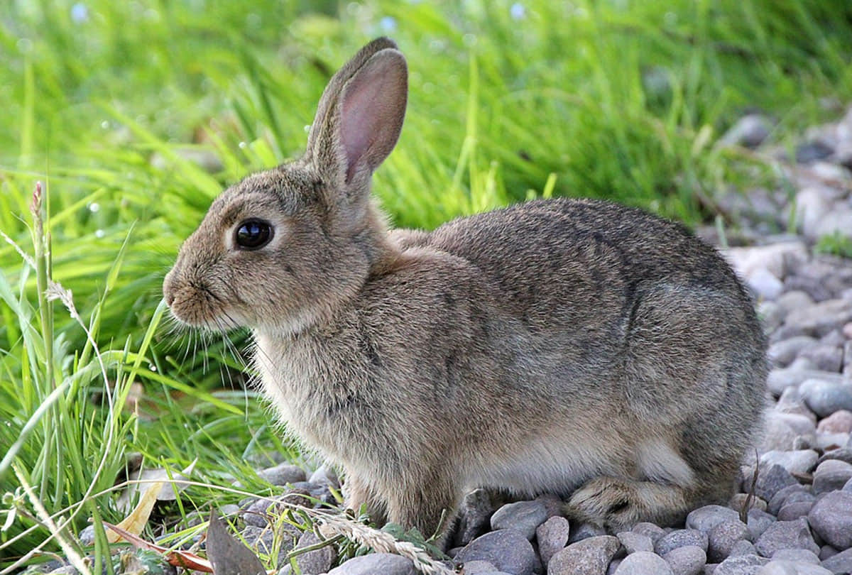 Unique Okunoshima island in Japan where  lives only rabbits know about reason behind it
