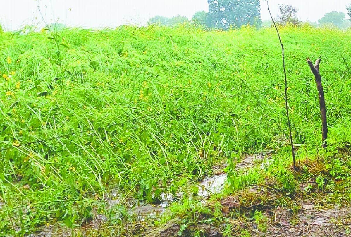 Weather Forecast Crops Damage Due To Rain And Hail In Firozabad