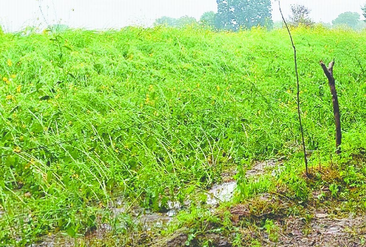 Weather Forecast Crops Damage Due To Rain And Hail In Firozabad