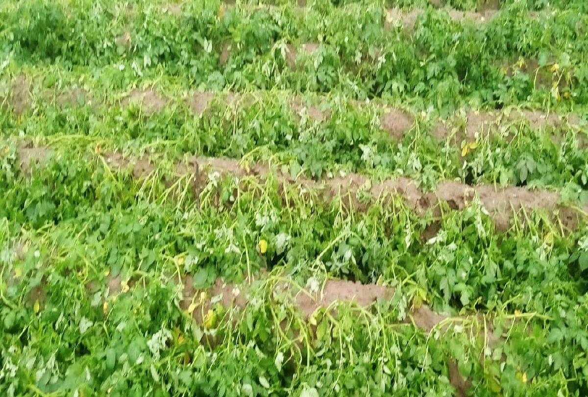 Mobile app ready: Leaf photo will reveal diseases in potato plant