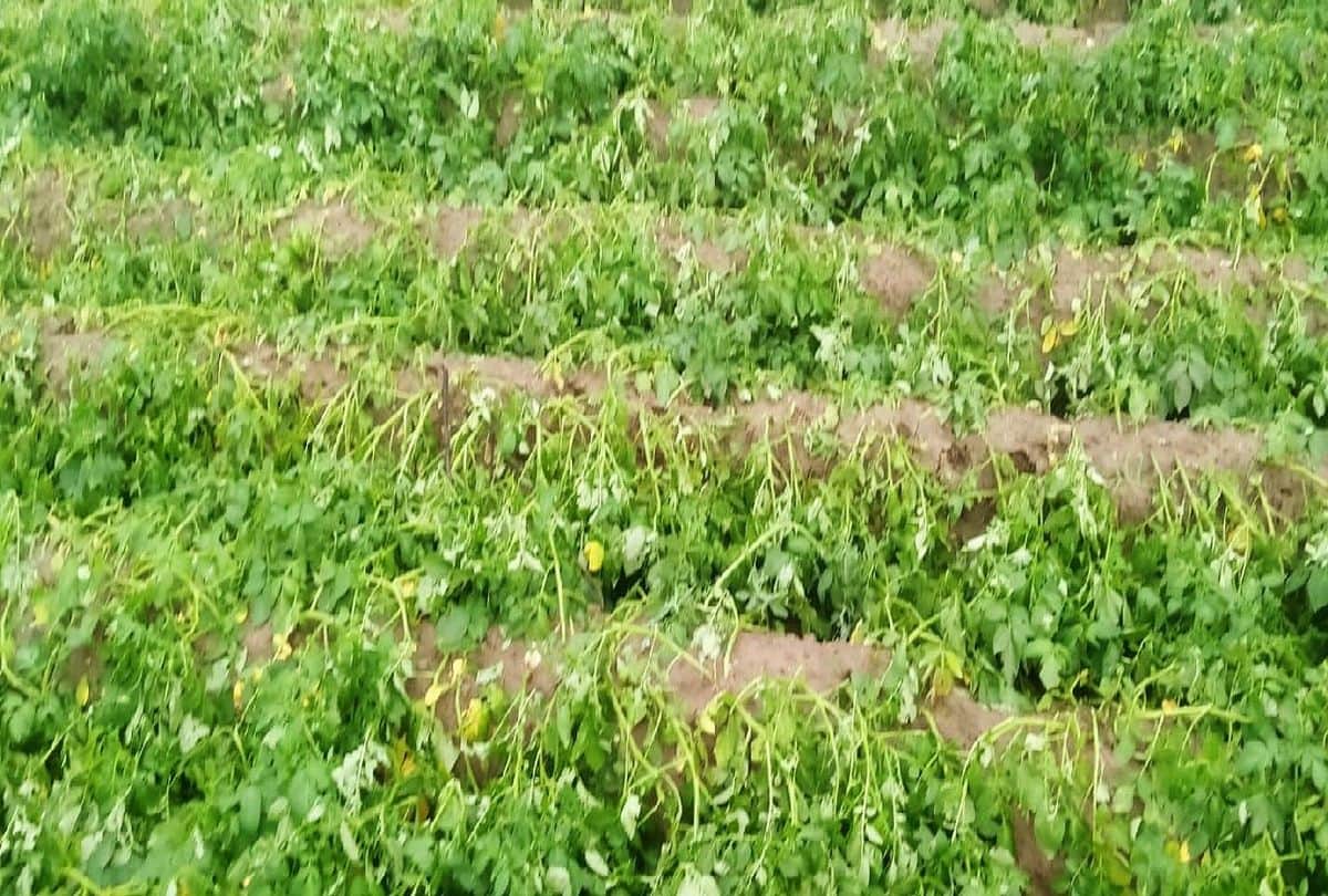 Weather Forecast Crops Damage Due To Rain And Hail In Firozabad