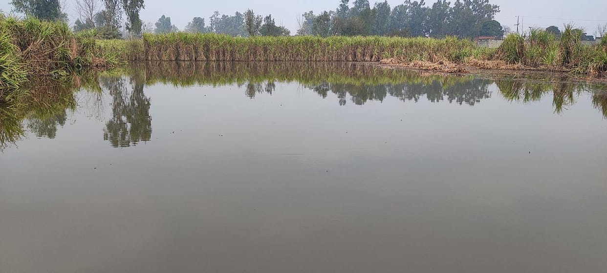 Pond water overflows, hundreds of bigha crops submerged